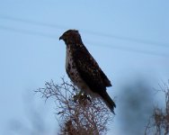 IMG_7719 Prairie Falcon, Canyon Rd, Twentynine Palms, CA