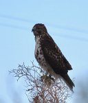 IMG_7720 Prairie Falcon, Canyon Rd, Twentynine Palms, CA