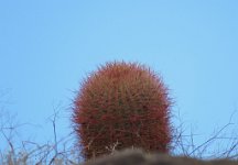 IMG_7728 Barrel Cactus, Fortynine Palms Oasis Trail, Joshua Tree National Park
