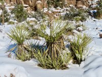 IMG_5280 Snow covered Yucca Plant, Hidden Valley Trail, Joshua Tree National Park