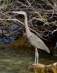 IMG_7880 Great Blue Heron, Bill Williams River National Wildlife Refuge