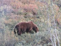 IMG 1858  Brown Bear, Denali National Park