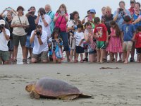 IMG 3975  Release of sea turtle, Galveston, TX