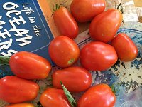 IMG 6753  Tomatoes