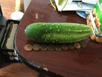 IMG 6757  Cucumber (with pennies for Scale)